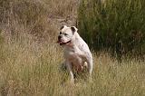 BOULEDOGUE AMERICAIN 393